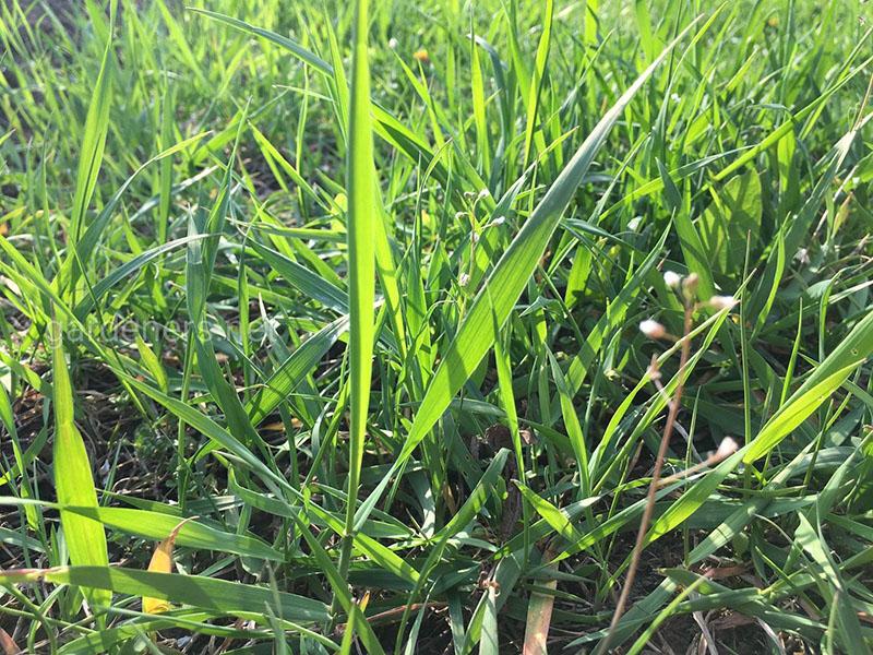 herbe de blé