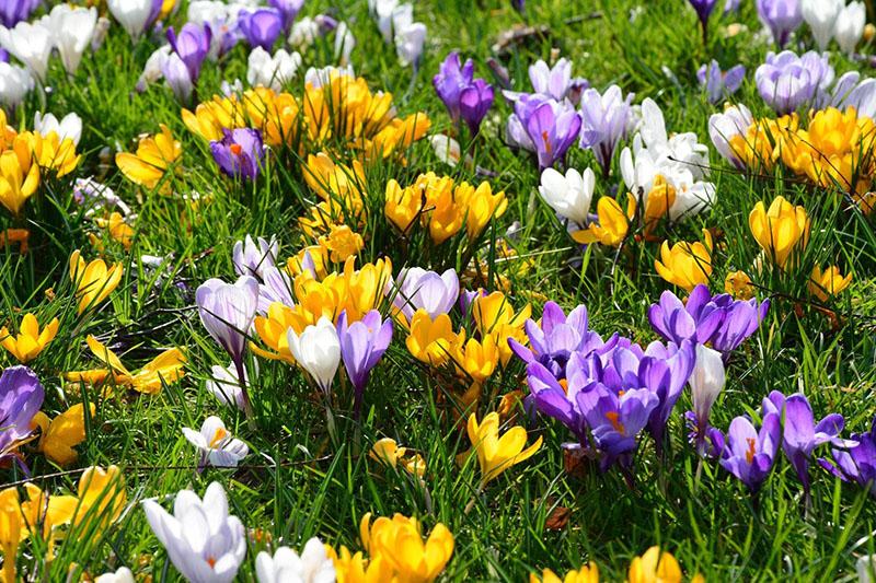 fleurs de crocus hypoallergéniques