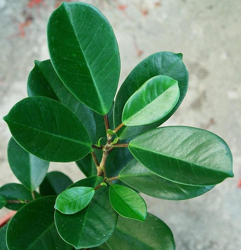 ficus