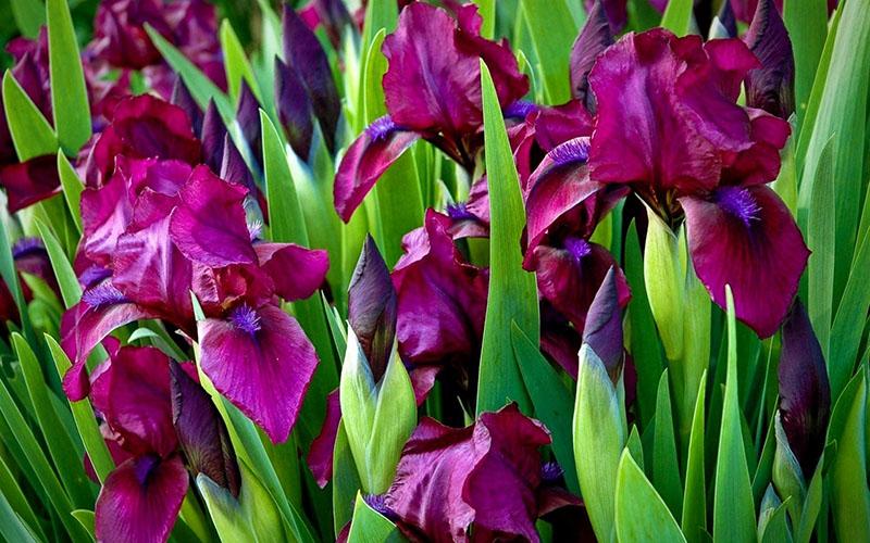 Iris