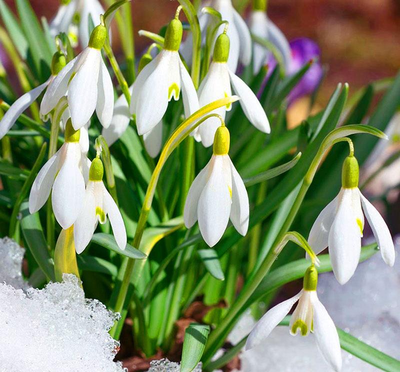 perce-neige