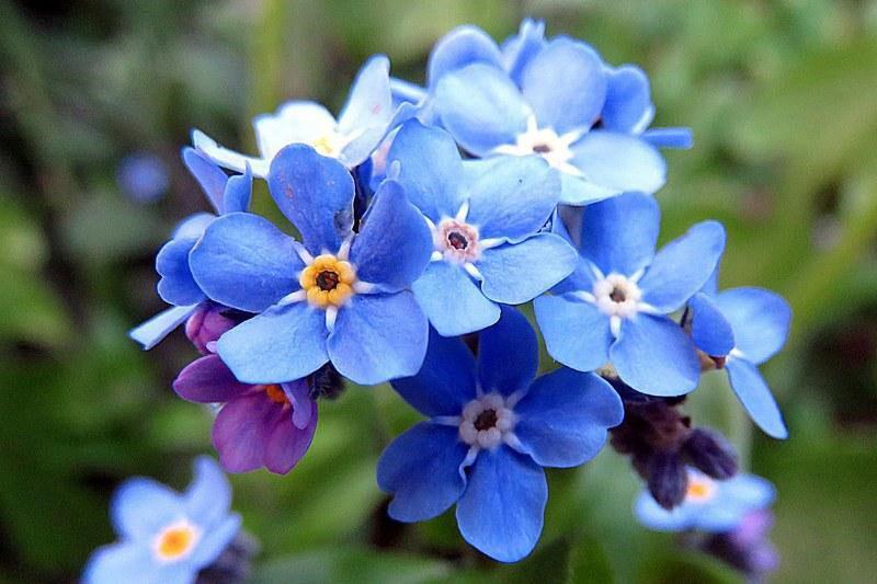 myosotis