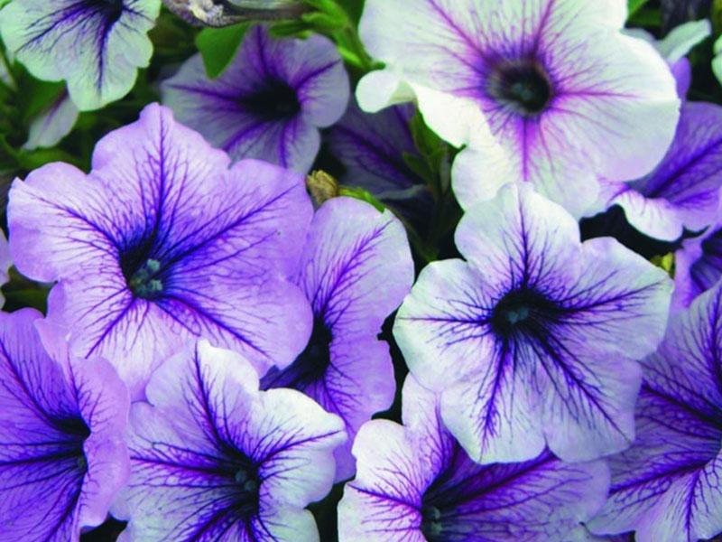 pétunia