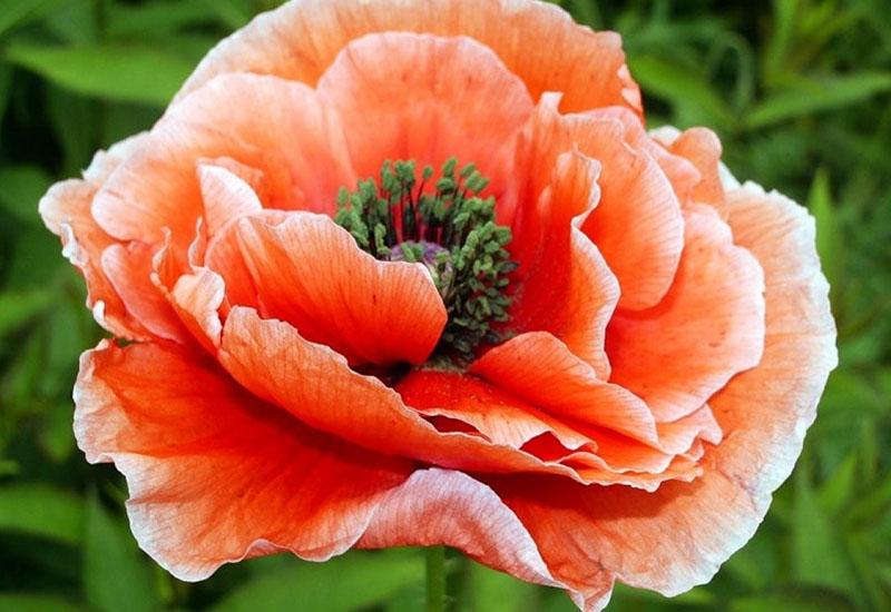 coquelicots fleurs hypoallergéniques