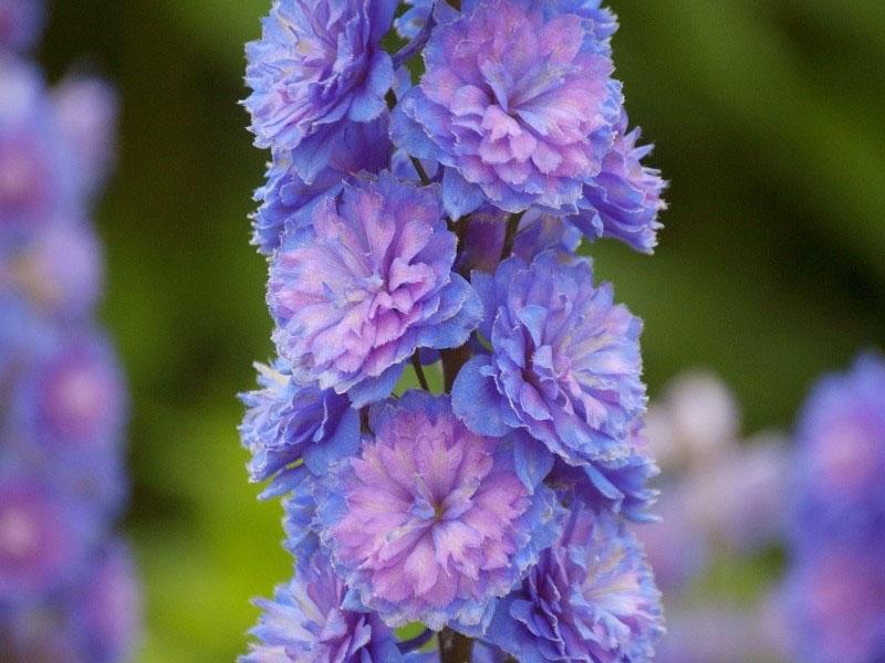 delphinium