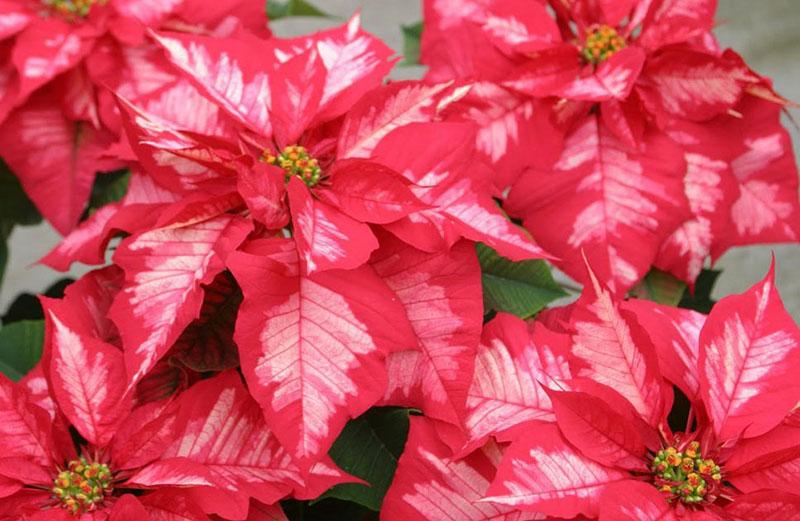 poinsettia