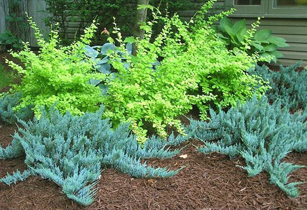 puce bleue de genièvre près de la maison