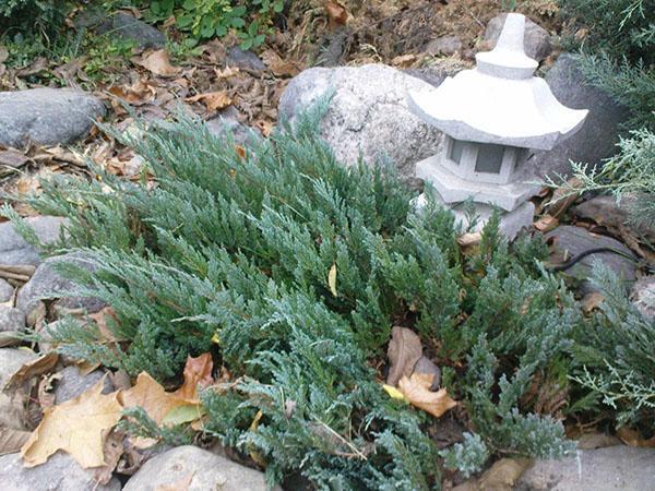 Juniper blue chip sur un toboggan alpin