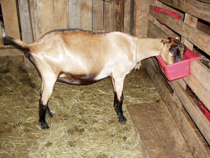 que afecta el olor a leche