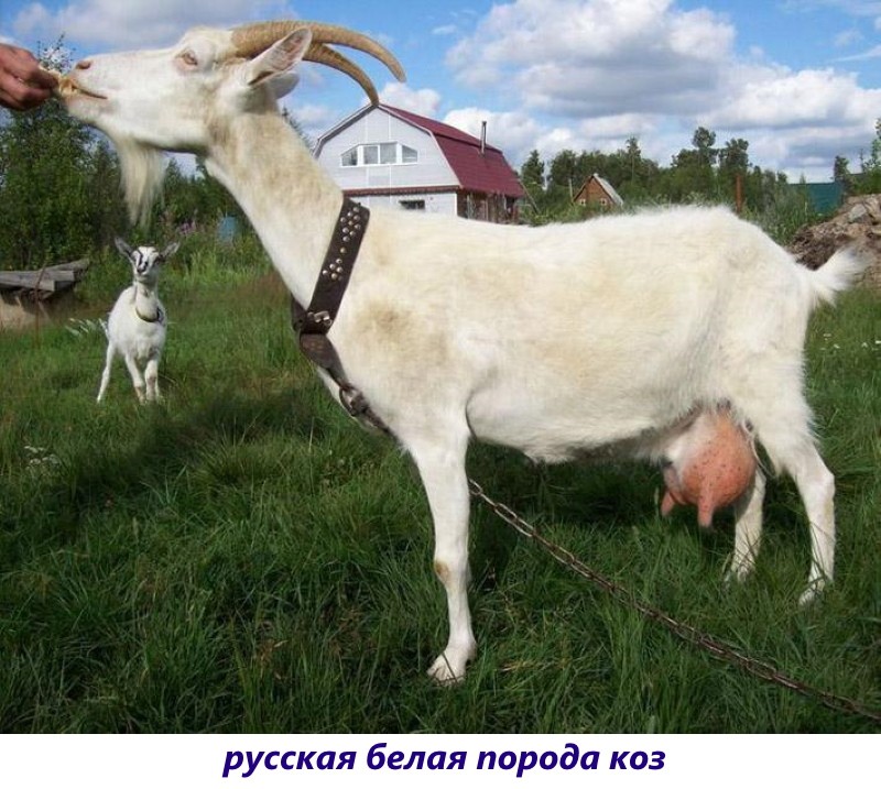 Raza de cabra blanca rusa