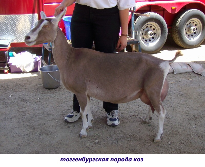 Raza de cabra Toggenburg