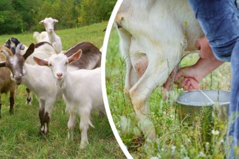 ¿Qué raza de cabras tiene leche inodoro?