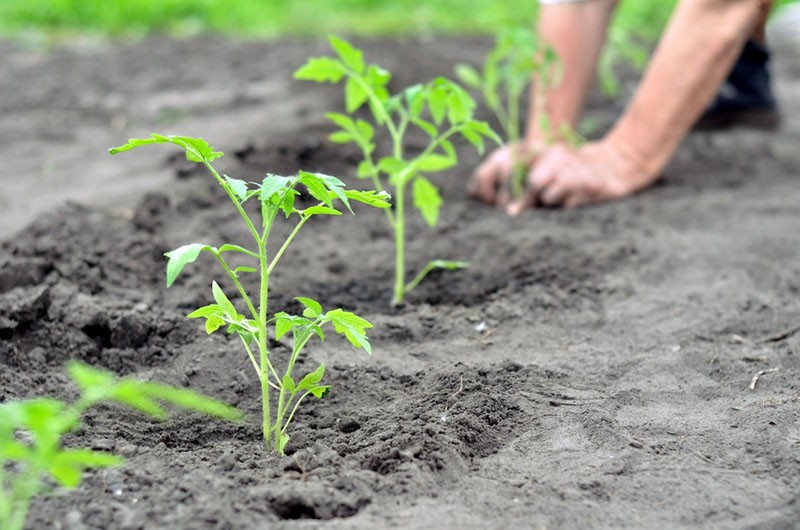 plantar un tomate en campo abierto