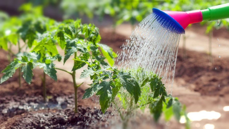 cuidado del tomate al aire libre