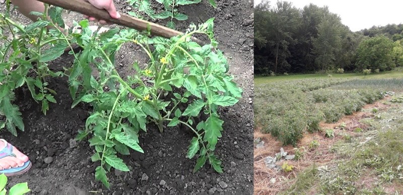 aporcar y triturar tomates