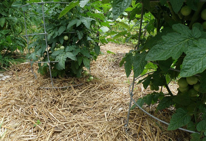 mulching de paja