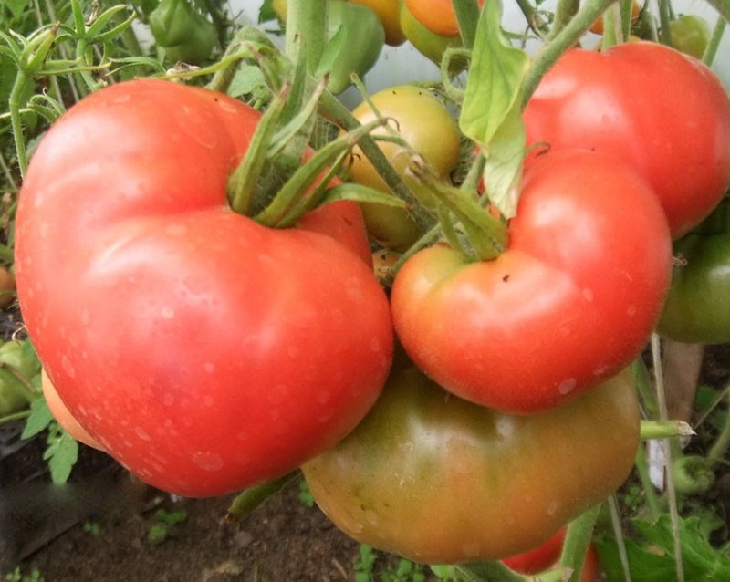 tomate de frutos grandes Maravilla de la tierra