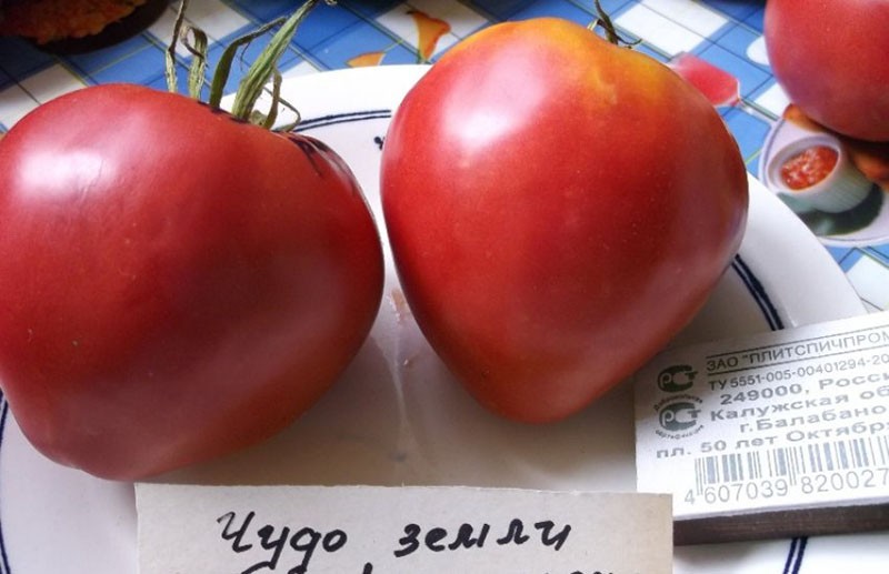 tomate fruta maravilla de la tierra
