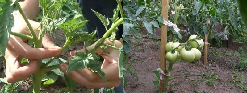 pellizcando tomates