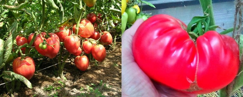 técnicas de cultivo