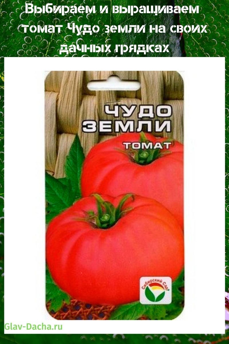 tomate maravilla de la tierra