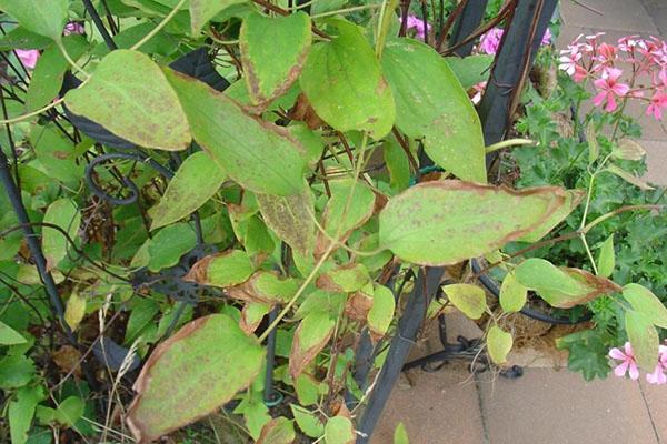 les feuilles de clématite sèchent
