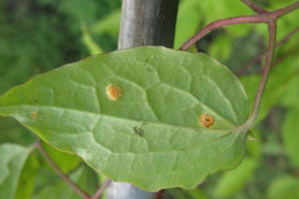 rouille sur les feuilles