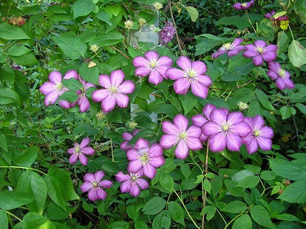 flores de clemátide