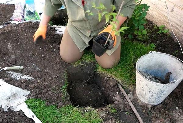 plantar una plántula de clemátide