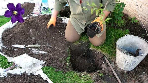 plantar clemátides en los suburbios