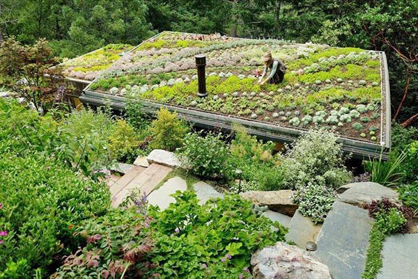 mini potager sur toit plat