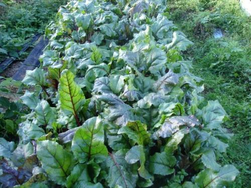 betteraves au jardin