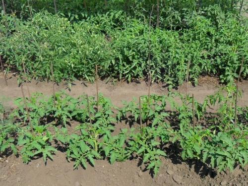 tomates du jardin