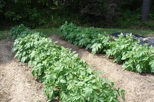 pommes de terre au jardin