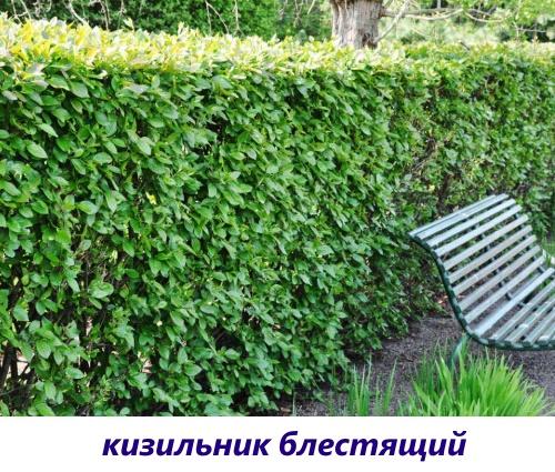 cotoneaster brillante
