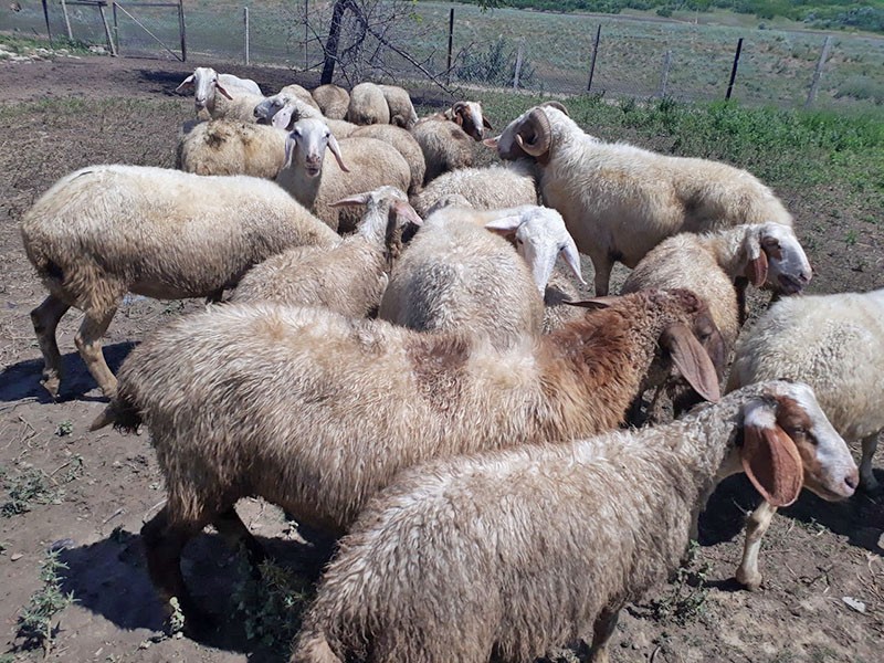 race de mouton israélien assaf