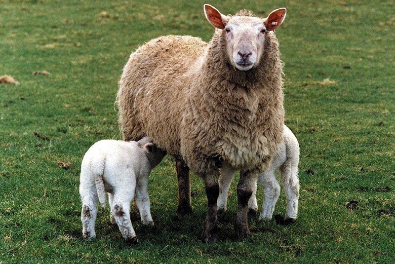 oveja con corderos