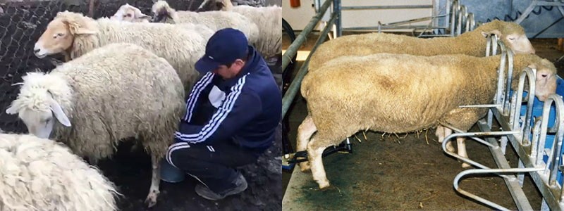 ordeño de ovejas lecheras