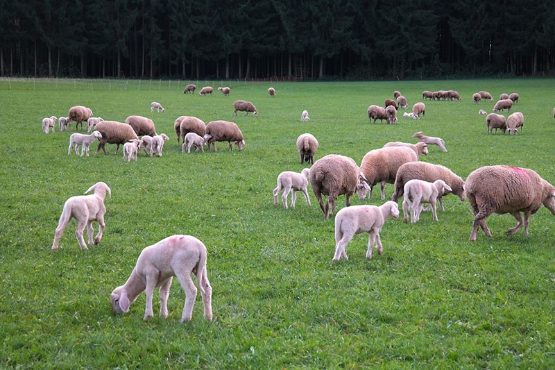 moutons au pâturage