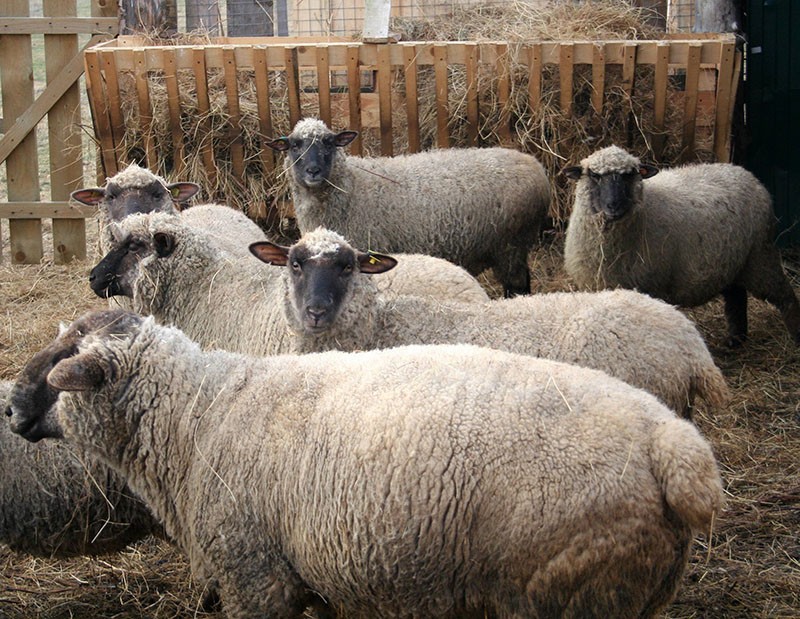 brebis laitière dans la cour