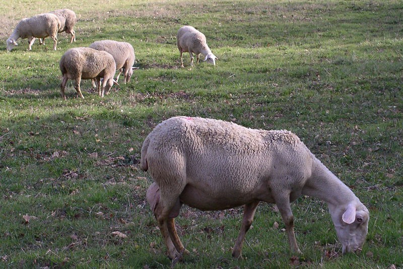 Raza de oveja Lakayune
