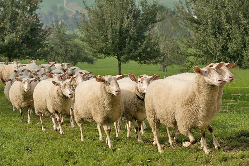 Moutons de Frise orientale