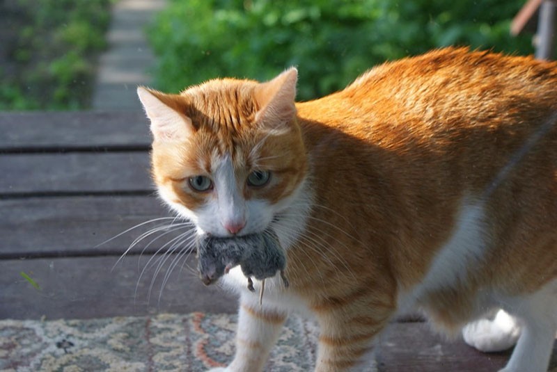 chat a attrapé une souris