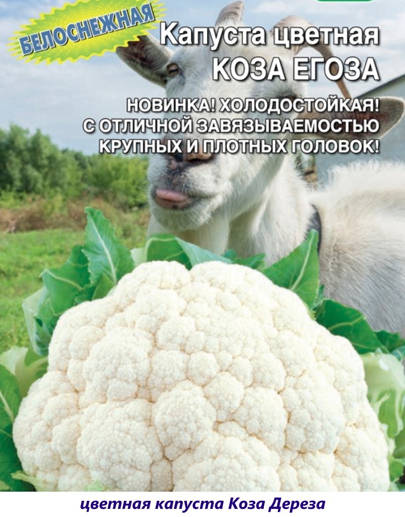 coliflor cabra dereza
