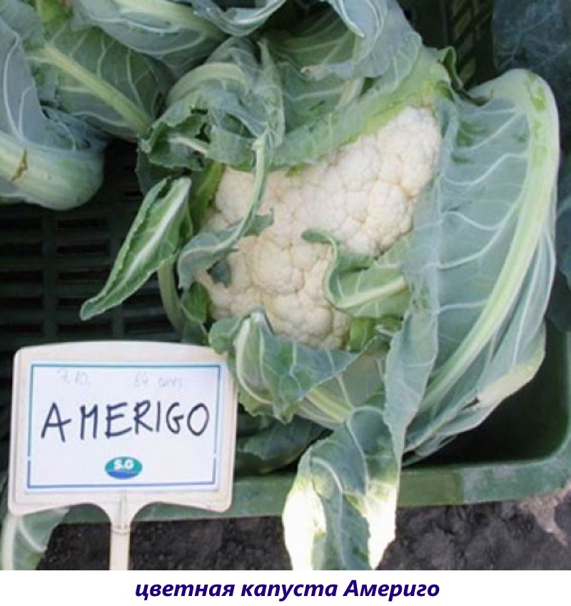 coliflor amerigo