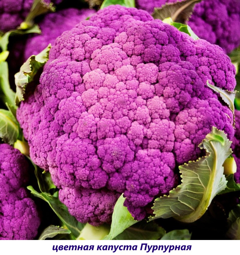 coliflor morada