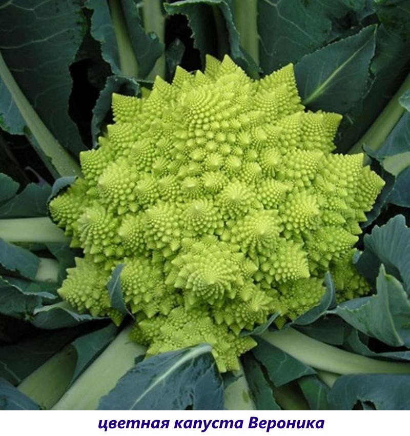 veronica coliflor