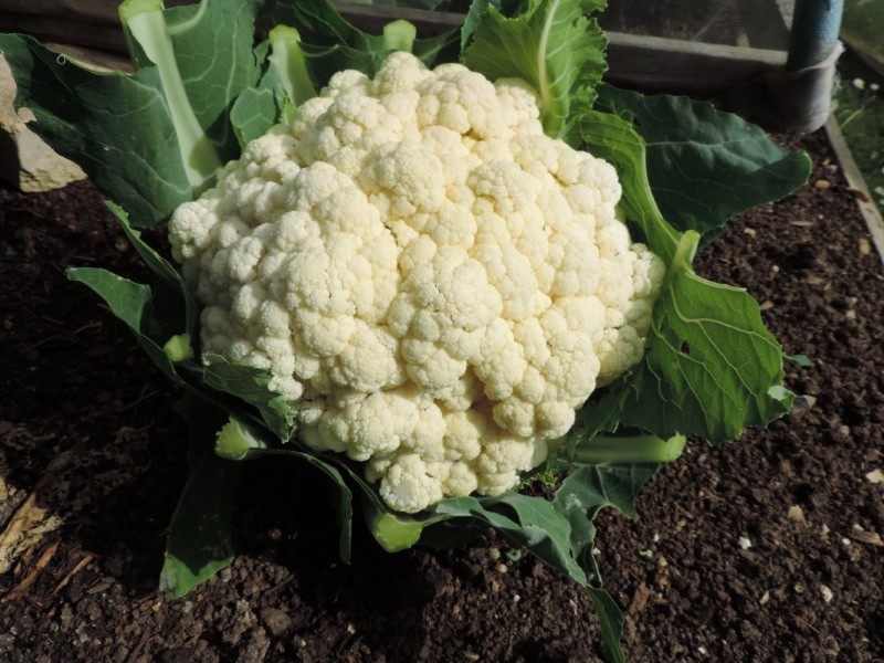 las mejores variedades de coliflor para siberia