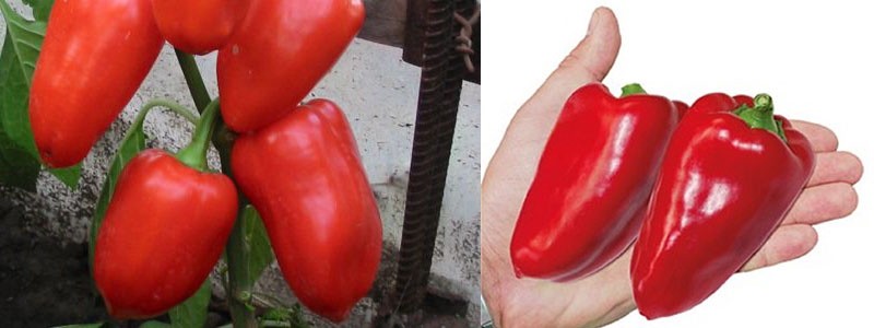 pimiento variedad Zarya