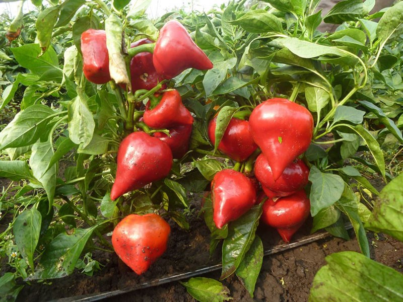 cultivo de pimientos dulces en los Urales